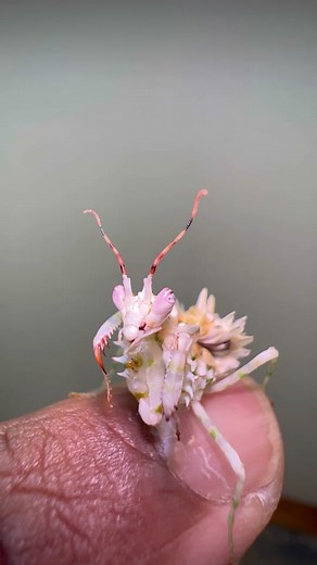 Beautiful Spiny Flower Mantis Showcase