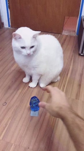 What are the chances!? Kitty becomes Vaporeon 💧 #3d #animation #cat #cute #vaporeon #pokemon #pokemongo #vfx #ar #cgi @Pokémon Company Int’l @Pokémon GO
