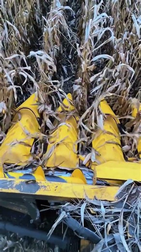 Harvesting corn 🌽 #automobile #farming #handpumpautomationmotorfixing #farmingtechnology #irrigation