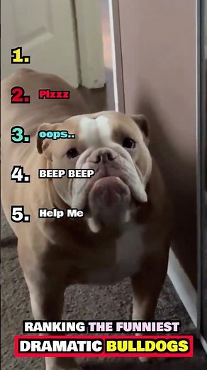 RANKING THE FUNNIEST DRAMATIC BULLDOG MOMENTS 🐶😂 | Is this dog acting or truly offended?