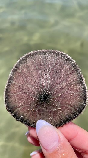 Rebecca - Sea Life Lover & Educator on Instagram: "Ever wondered why sand dollars rattle when you shake them? When a deceased sand dollar is broken, five V-shaped pieces can be found inside. They resemble doves, but they are actually part of each part of its mouth that is used for chewing and grinding up their prey. Remember if there is cilia present (fuzzies), no takey and no breaky! #sanddollar #sealife #marinelife"