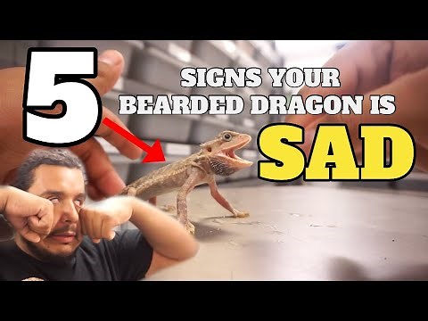 5 Signs Your Bearded Dragon Is Sad! *Watch If You Own A Bearded Dragon*