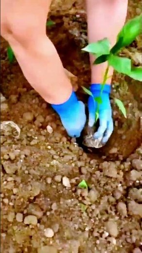 The process of growing vegetables. Good tools for work