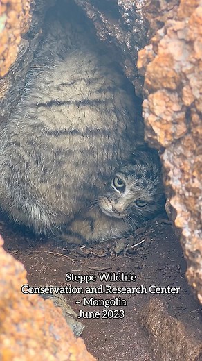 Pile of Pallas cat kittens in the rock crevices- Let’s re-live some of the best moments from Jamie and Victors trip to Mongolia in July 2023! Find out more about our conservation work at BigCatRescue.org/Insitu #BigCatRescue #Conservation #Wildlife #Mongolia #PallasCat #JamieVeronica #VictorAlonso #CaroleBaskin Music licensed for use thru Artlist.io | Big Cat Rescue