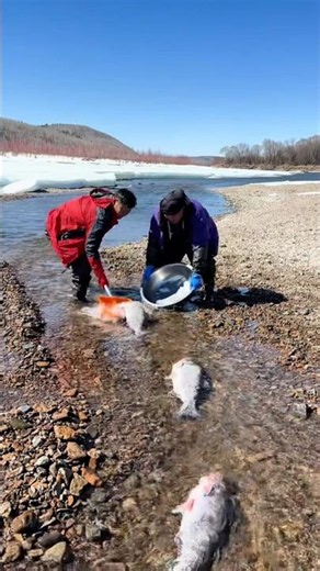 Fast Manual Fishing: Scooping Heavy Salmon From a Shallow Gravel Stream