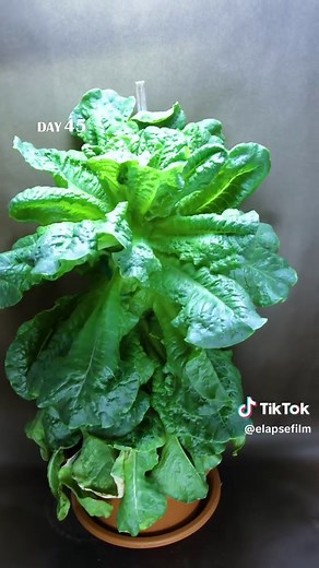 Lettuce Growth Time-Lapse: From Seed to Giant Plant