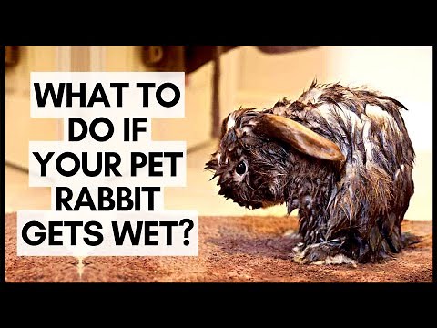 What To Do If Your Pet Rabbit Gets Wet?