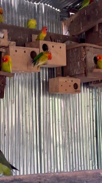 Cute love birds❤️🥰 #lovebirdsfarming #birds #lovebirds #birdingparadise