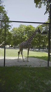 Did you know Vienna has the oldest zoo in the world? 🐼🦚 Discover the rainforest house, hike the Nature Experience Trail, or visit at night! Find out more here! | vienna.info