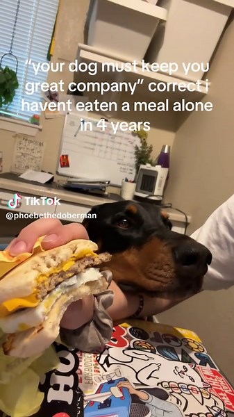 Phoebe's Impressive Lip Syncing Skills with Dogs