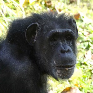 As chimpanzees age, their needs can change. At the Oregon Zoo’s new Primate Forest, care staff work closely with the chimp family to keep them healthy and thriving in their golden years. | Oregon Zoo