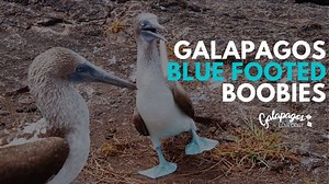 Galápagos Blue Footed booby | Interesting and fun facts