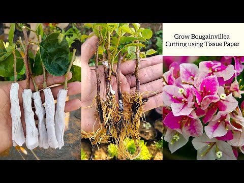 How to grow Bougainvillea from cuttings using tissue paper | Bougainvillea propagation from cuttings