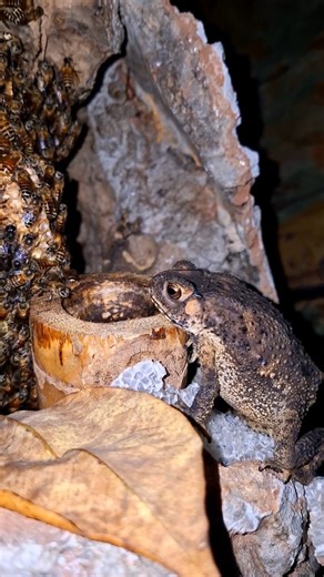 🐸 Toad Eats Honeybee – A Risky Dinner for the Toad 🍯🐝
