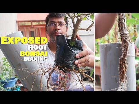 Exposed Root Bonsai , How to Make?