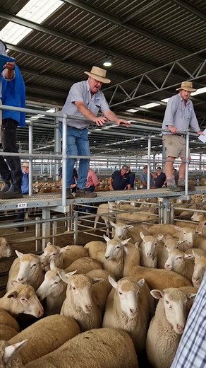 THE FASTEST SHEEP AUCTIONEER I'VE EVER SEEN #sheep #farming #ewetube