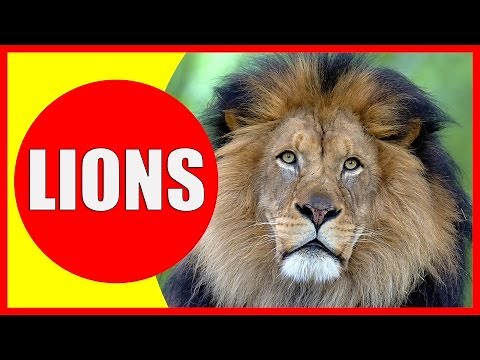 LION Information for Kids - Facts About Lions for Children, Lions Roar and Lion Sounds | Kiddopedia
