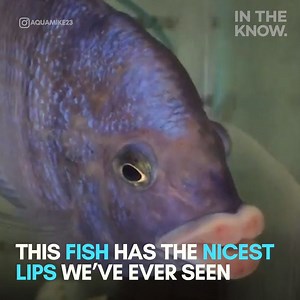 28K views · 166 reactions | This fish has some voluptuous lips  : https://www.instagram.com/aquamike23/ | In The Know | Facebook