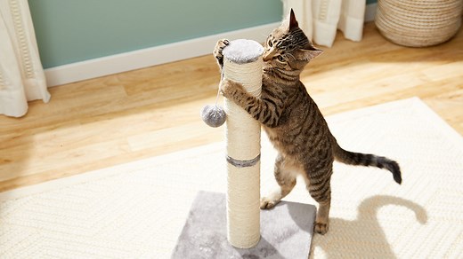 How to Choose the Best Cat Scratching Post for Your Favorite Feline | Chewy