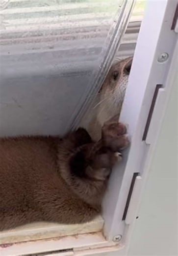 Pip's Hilarious Doggie Door Adventure