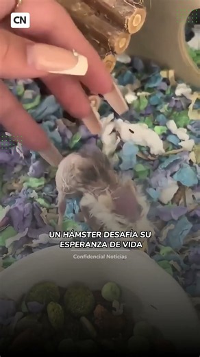 This hamster is already 5 years old