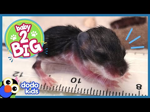 Curious Tiny Mice Just Want to Explore | Animal Videos For Kids | Dodo Kids Baby to Big