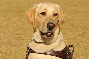 86 reactions · 58 shares | All about our Guide Dogs | South African Guide-Dogs Association for the Blind | Facebook