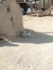 223K views · 2.7K reactions | Prank with dog #shorts #viral #trending #funny | DG Minis | Facebook