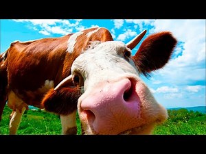 Bulls Cows Musical Dance :)