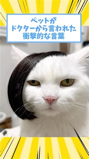 Shocking words that a doctor said to a pet lol #cat #dog #pet #animal #2ch #shorts