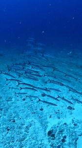Have you scooted with barracuda yet? 🤿⚡️ A pretty common treat on our scooter dives through the channels is getting right up close with big, swirling schools of barracuda just like these! 🐟✨ Try our Intro to Scooter or DPV (Diver Propulsion Vehicle) Specialty to get scootin’ through the blue! #maldivesdiving #scubamaldives #visitmaldives #maldivesunderwater #indianocean #divesites #barracuda #schoolofbarracuda #scooterdiving #dpvdiving #padi #padidiver #padicourses #scubalife #scubadiver #ocea