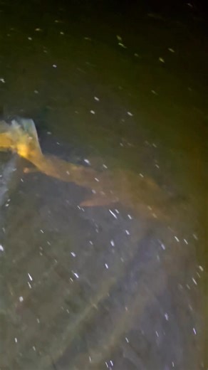 🌙✨ Big Walleye After Dark! ✨🌙 There’s just something special about chasing walleye once the sun goes down. As the lake gets quiet and the moonlight hits the water, the true giants start to roam. These fish just seem to come alive at night, and when you finally slide one of those golden monsters into the net, it’s unforgettable. If you haven’t tried night fishing for walleye, it’s time. Just bring a good headlamp, a few proven baits, and be ready for the heart-pounding action that only nighttim