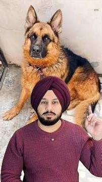 From Cage to Care | German Shepherd Dog Adoption Story