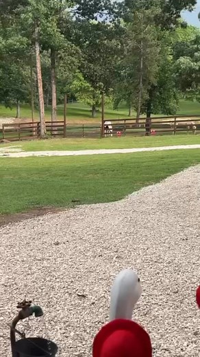 Why do all the creepy crawlers live here?! | Ima Survivor Donkey and Farm Animal Sanctuary