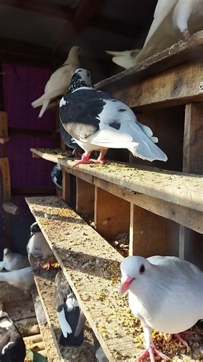 999+ Aura | This City Bird just reset the simulation 🐦‍🔥#shorts #kabootar #kabutar #animals #edit