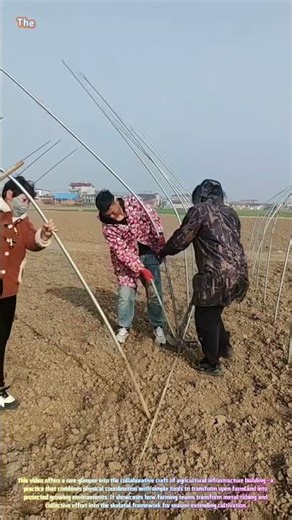 Teamwork in the Field: Watch Farmers Build a Greenhouse Frame Together! 🌱🏗️