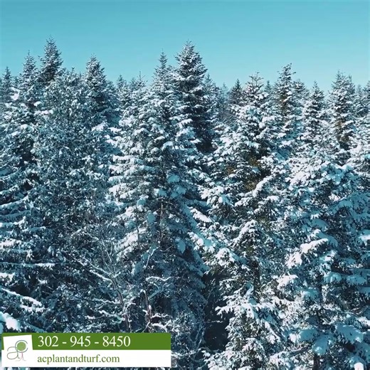 Cold winds and freezing temperatures can take a toll on your evergreens—causing dry, brown leaves and canopy damage known as winter burn. Our Winter Shield Treatment helps your trees and shrubs stay healthy through the toughest months by applying a special anti-desiccant spray. This protective coating helps your plants retain moisture, reduce stress, and stay vibrant all winter long 🌿 Now’s the time to prepare your landscape before the cold sets in! 👉 Learn more at acplantandturf.com 📞 Or cal