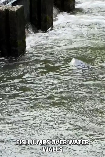 897K views · 6.1K reactions | Fish jumps over water walls #RiverFlow #FishWay #SmartStream | YNP Media | Facebook