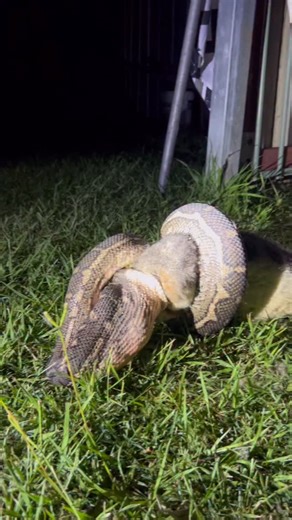Sunshine Coast Snake Catchers 24/7 on Instagram: "Carpet Python eating a large male brushtail possum! 🐍 Last night, a family in Burpengary heard a thump in their backyard. They came outside to find this! The possum and the snake had both fell from a nearby tree which was at least 8+ metres high. They called us straight away and Summer arrived within 10 minutes. Summer spent about 45 minutes with the family chatting all things snake while they waited for the python to finish its meal. When pytho