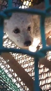 39 reactions · 25 shares | MAGNO is adorable and sweet but this...