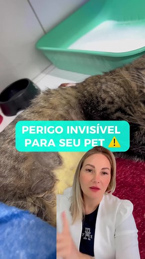 Icterícia em Gatos: Causas e Cuidados Necessários