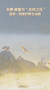 【吉祥之鳥朱鹮的國風氛圍感】朱鹮被譽為“東方寶石”“吉祥之鳥”，在地球上已經生存超過6000萬年。1981年5月，我國陝西洋縣發現了當時世界僅存的7只野生朱鹮，經過40多年培養繁育，全球朱鹮種群數量已恢復至萬餘只。戳↓↓ | 人民日報香港