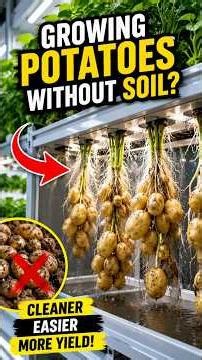 Growing Potatoes Without Soil? 🥔🤯