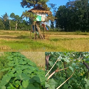 Simpleng buhay sa probinsya💚 | Probinsya Life PH
