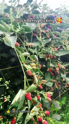 Blackberry picking in Edinburgh fresh & Delicious #berrypicking #asmr #naturevideo #blackberry #love