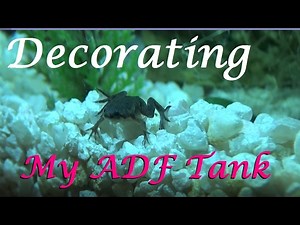 Decorating my African Dwarf Frog Tank | PARTIAL SETUP
