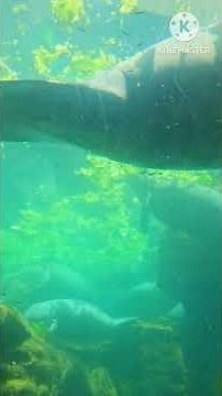 MANATEES IN SEAWORLD ORLANDO