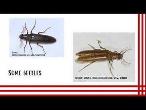 Crop Protection | Entomology | Insect Antenna