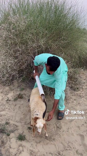 ‏Snake found Resting on a sheep the Desert