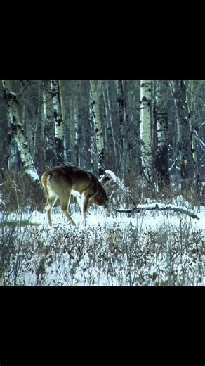 Giant Buck in the Snow ❄️🦌 | Winter Deer Hunting Short#DeerHunting#Buck#BigBuck#Whitetail